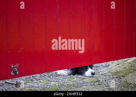 Border Collie Hund peering unter einem hellen Rot lackiert Tor, um zu sehen, wie entlang der Fahrbahn kommt - watch dog. Stockfoto