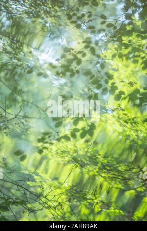 Buche Blätter auf der Oberfläche eines Flusses im Sommer wider. Stockfoto