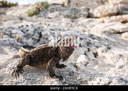 Schwarzer Leguan mit offenem Maw nimmt eine einschüchternde Position ein Stockfoto