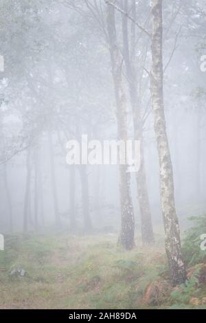 Silver Birch Bäume im Nebel am Coniston gemeinsame im frühen Herbst im englischen Lake District. Stockfoto