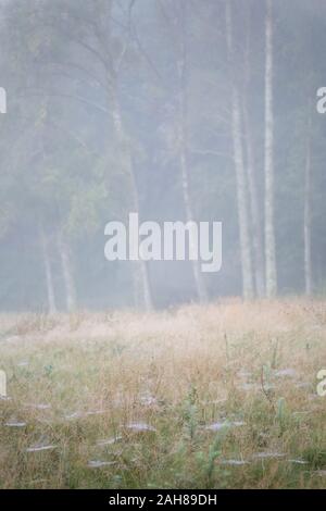 Silver Birch Bäume im Nebel am Coniston gemeinsame im frühen Herbst im englischen Lake District. Stockfoto