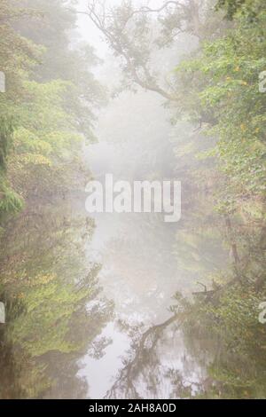 Vor der Suche mit überhängenden Bäume am Ufer des River Wansbeck auf einem nebligen Morgen in Northumberland im Sommer. Stockfoto