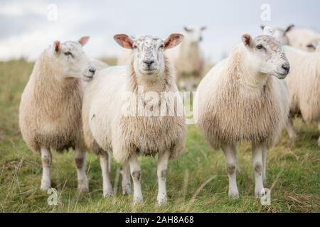 Eine Aberfield Maultier Kreuz züchten Schafe zu Kamera und zwei weg in einer Wiese in Northumberland, England suchen suchen. Stockfoto
