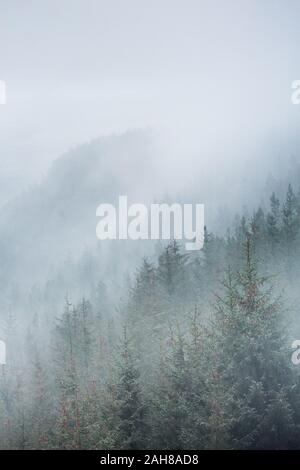 Nebel steigt aus dem nadelwald unter Thrunton Holz in Northumberland nach dem Regen. Stockfoto
