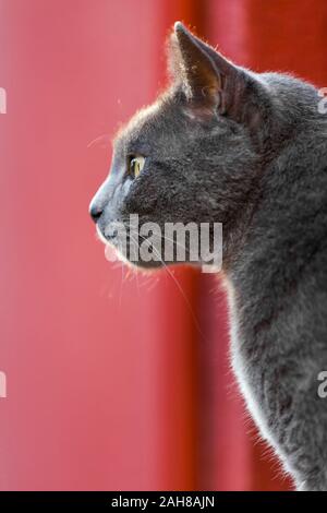 Nahaufnahme Porträt einer grauen chartreux Katze, die seitlich schaut, vor einem roten Bokeh Hintergrund Stockfoto