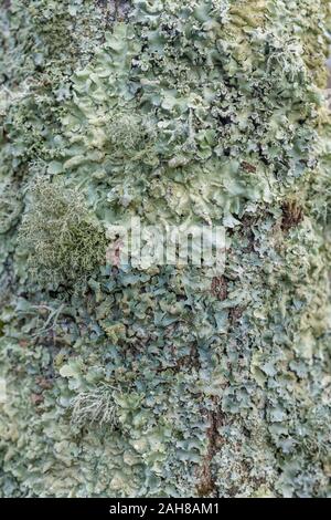 Blassgrün bärtigen fruticose Flechten [? Oder usnea Ramalina Arten] und abgeflacht foliose Flechten [? Parmotrema perlatum] überfluten 20cm breit Baum. Stockfoto