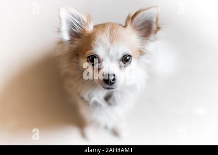 Symmetrische Aufnahme eines kleinen weißen Chihuahua-Hundes, der auf einem weißen Boden sitzt und zur Kamera blickt Stockfoto