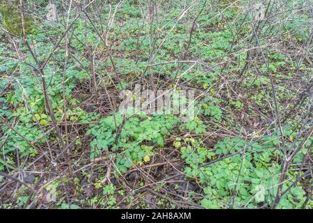 Patch für neues Wachstum/Smyrnium olusatrum Alexanders in Cornwall. Alexanders ist hat Essen, einmal für Lebensmittel, eine Umbellifer, & Teil Karotte Familie gewachsen Stockfoto