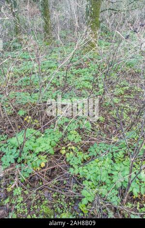 Patch für neues Wachstum/Smyrnium olusatrum Alexanders in Cornwall. Alexanders ist hat Essen, einmal für Lebensmittel, eine Umbellifer, & Teil Karotte Familie gewachsen Stockfoto