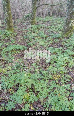 Patch für neues Wachstum/Smyrnium olusatrum Alexanders in Cornwall. Alexanders ist hat Essen, einmal für Lebensmittel, eine Umbellifer, & Teil Karotte Familie gewachsen Stockfoto