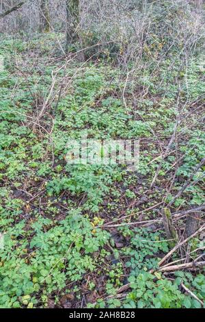 Patch für neues Wachstum/Smyrnium olusatrum Alexanders in Cornwall. Alexanders ist hat Essen, einmal für Lebensmittel, eine Umbellifer, & Teil Karotte Familie gewachsen Stockfoto