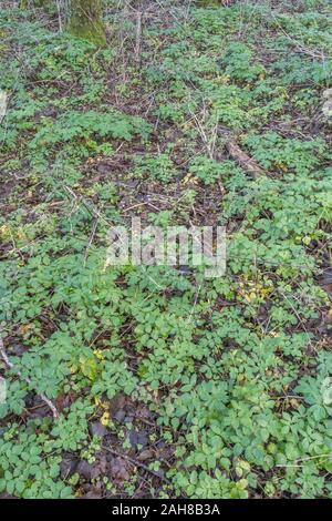 Patch für neues Wachstum/Smyrnium olusatrum Alexanders in Cornwall. Alexanders ist hat Essen, einmal für Lebensmittel, eine Umbellifer, & Teil Karotte Familie gewachsen Stockfoto