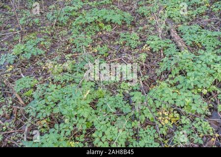 Patch für neues Wachstum/Smyrnium olusatrum Alexanders in Cornwall. Alexanders ist hat Essen, einmal für Lebensmittel, eine Umbellifer, & Teil Karotte Familie gewachsen Stockfoto