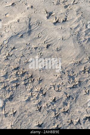 Abstrakte vogel Spuren Spuren in nasser Sandstrand. Birdlife Metapher, Anzeichen von Aktivität. Stockfoto