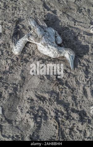 Toter Northern Gannet/Morus bassanus wurde in der Wintersonne am Strand an Land gespült. Für Tod, Tod der Tiere, tote Seevögel, Vogelgrippe, Steintote. Stockfoto