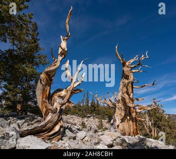 Tot Great Basin Bristlecone Pinien in Great Basin National Park, Nevada. Stockfoto