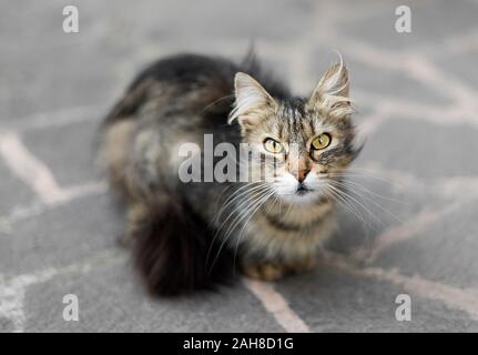 Nahaufnahme einer pelzigen Norwegerkatze, die auf dem Bürgersteig sitzt und zurück auf die Kamera starrt Stockfoto