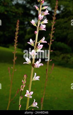 Francoa sonchifolia ist endemisch in Chile, wo es erfordert eine offene sonnige Lebensräume. Stockfoto