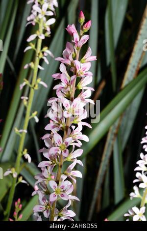 Francoa sonchifolia ist endemisch in Chile, wo es erfordert eine offene sonnige Lebensräume. Stockfoto