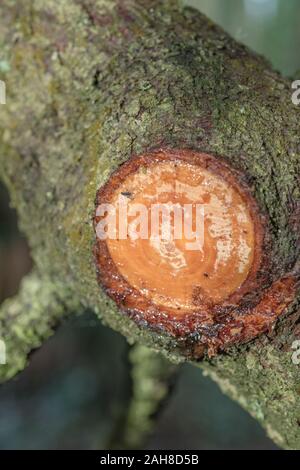 Fliegen in sap strahlt von Schnitt Zweig von Monterey Pine/Pinus radiata gefangen. Kiefernharz bei der Brandbekämpfung - Beleuchtung Notfall Lagerfeuer. Im Fokus Fliegen Stockfoto