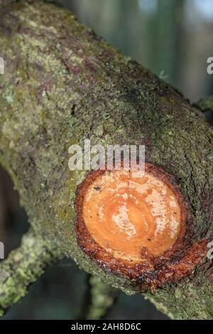 Fliegen in sap strahlt von Schnitt Zweig von Monterey Pine/Pinus radiata gefangen. Kiefernharz bei der Brandbekämpfung - Beleuchtung Notfall Lagerfeuer. Im Fokus Fliegen Stockfoto