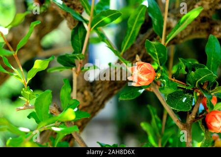 Knospe Blüte (Punica Granatum) durch Blätter und Zweige auf dem Granatapfelbaum umgeben; angehende Granatapfel Blume. Stockfoto