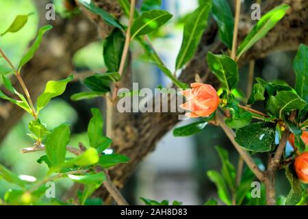 Knospe Blüte (Punica Granatum) durch Blätter und Zweige auf dem Granatapfelbaum umgeben; angehende Granatapfel Blume. Stockfoto
