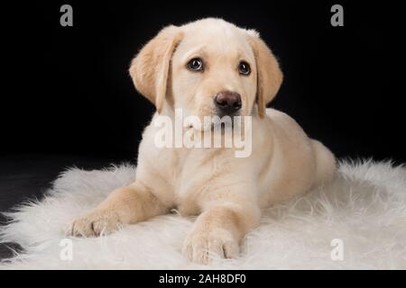 Nahaufnahme Studioporträt eines jungen Labrador-Hundes, der auf einem Teppich vor schwarzem Hintergrund sitzt Stockfoto