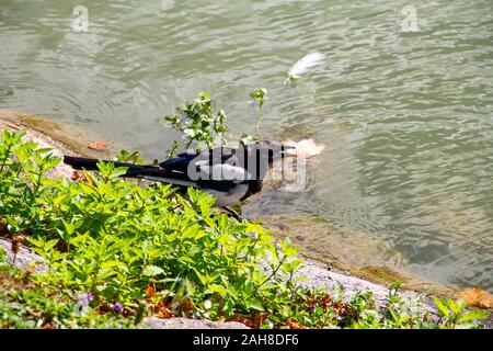 Magpie Trinkwasser aus einem Teich in einem Park an einem warmen Sommertag Stockfoto