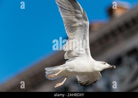 Nahaufnahme einer Möwe, die auf dem Markusplatz in Venedig vor einem Bokeh-Hintergrund mit einem blauen, makellosen Sommerhimmel gleitet Stockfoto