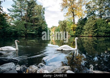 Zwei Schwäne schwimmen in einem See in den Park. Zwei Schwäne einander zu lieben. Stockfoto