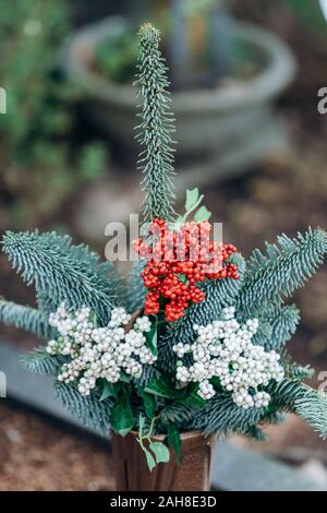 Zierpflanzen im Topf mit Nadeln und roten und weißen Beeren angebaut Stockfoto