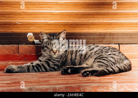 Eine graue Katze sitzt auf einer Holzbank in der Nähe des Hauses. Niedliche graue Katze sitzt auf einer Holzbank draußen. Stockfoto