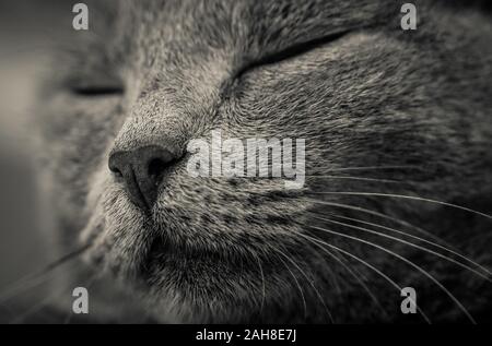 Nahaufnahme des Schnauzenporträts einer schlafenden weiblichen grauen Chartreux-Katze Stockfoto