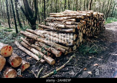 Frisch Protokolle in einem Kiefernwald geschnitten, gestapelt Stockfoto