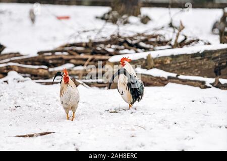 Eine schöne inländische Hühner und ein Hahn Spaziergang im Park an einem Wintertag. Stockfoto