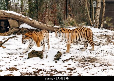 Tiger Spaziergänge auf schneebedeckten Böden Stockfoto