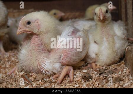 Indoor Hühnerfarm, Huhn Fütterung und Häutung der jungen Huhn Stockfoto