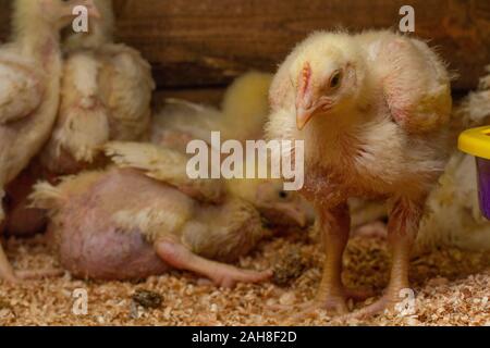 Indoor Hühnerfarm, Huhn Fütterung und Häutung der jungen Huhn Stockfoto