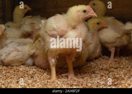 Indoor Hühnerfarm, Huhn Fütterung und Häutung der jungen Huhn Stockfoto