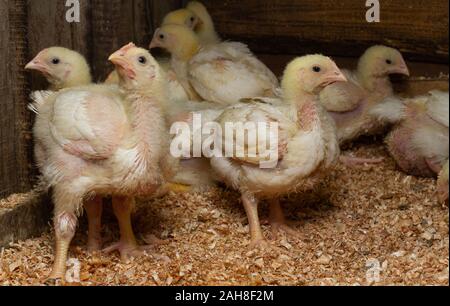 Indoor Hühnerfarm, Huhn Fütterung und Häutung der jungen Huhn Stockfoto