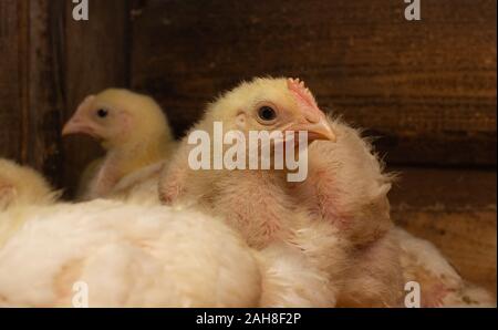 Indoor Hühnerfarm, Huhn Fütterung und Häutung der jungen Huhn Stockfoto