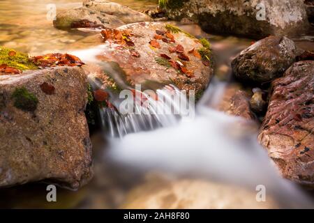 Nahaufnahme eines Gebirges, der schnell zwischen Felsen fließt, wobei Herbstblätter schweben Stockfoto