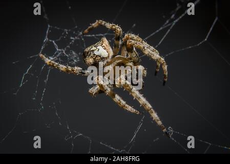 Nahaufnahme einer braunen Spinne auf dem Netz, vor schwarzem Hintergrund Stockfoto
