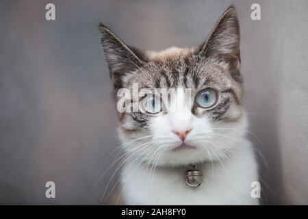 Nahaufnahme einer weiblichen Tabbykatze mit blassblauem Auge und tragen einen Kragen mit einer Glocke, die neugierig aus dem Fenster starrt Stockfoto