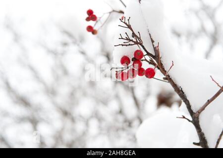 Nützlich für Ihre Gesundheit. Vogelbeere twig im Schnee. winter Berry. Beeren der roten Asche. Winter Hintergrund. Frosted rote Beeren. Red Rowan im Raureif. Weihnachten Rowan berry Branch. Weißdorn-Beeren Bündel. Stockfoto