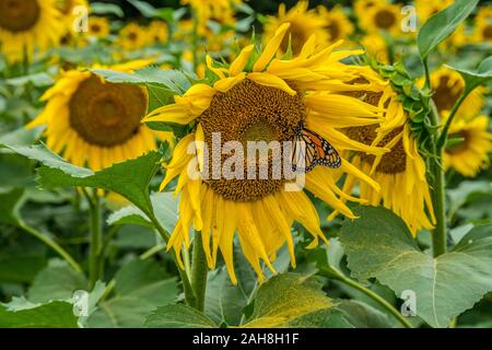 Ein helles Orange monarch butterfly Bestäuben der Sonnenblumenkerne Kopf in ein Feld mit anderen Sonnenblumen im Hintergrund im Herbst Stockfoto