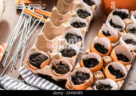 Starten Samen in Eierschalen für Frühjahr einpflanzen. Stockfoto