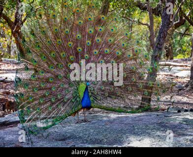 Schöne Pfau mit seinen bunten Federn aufgefächert in der Anzeige Stockfoto