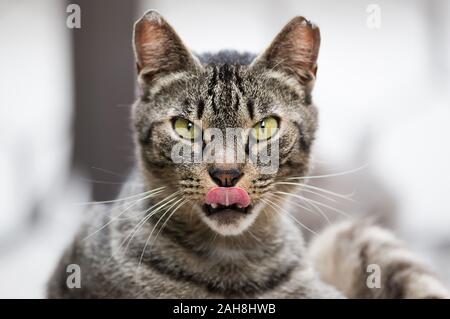 Nahaufnahme des Porträts einer männlichen Tabby-Katze, die auf die Kamera starrte und ihre Zunge heraushielt, vor einem bokehen Hintergrund Stockfoto